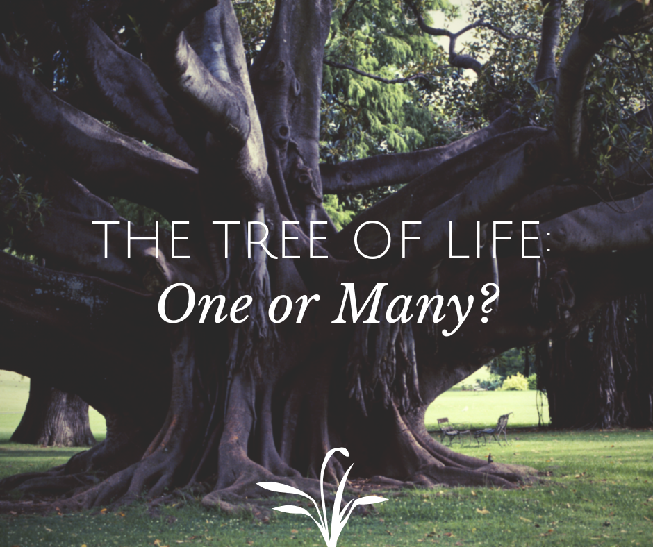 what is the tree of life in revelation 22