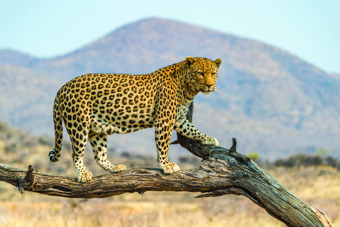 “Can the Leopard Change Its Spots?” Eternal Security and the Limits of